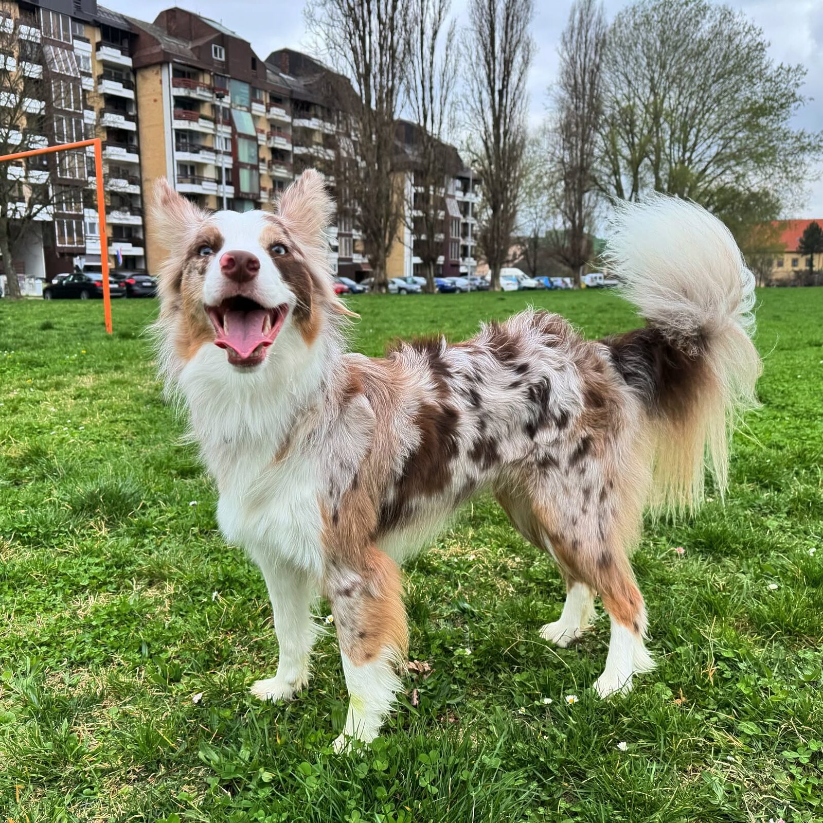 Beila Border Collie