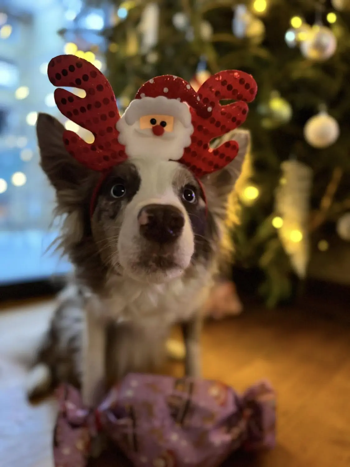 From House of Sparkle Border Collie — 39