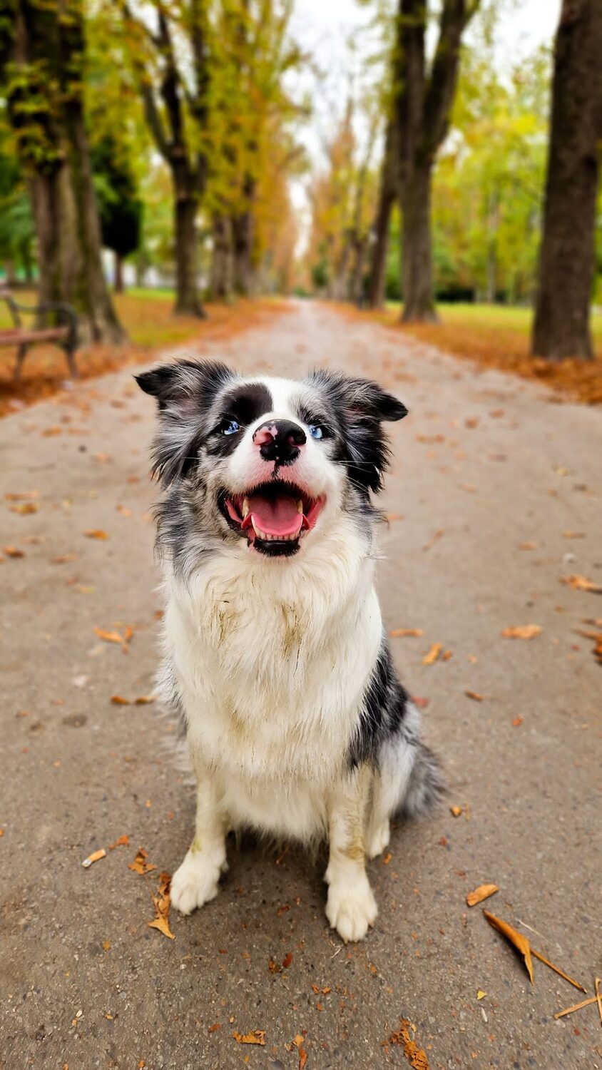 Iskra Border Collie